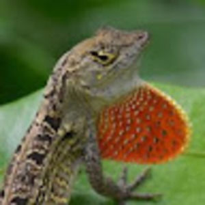 Meet your Posher, Angelica